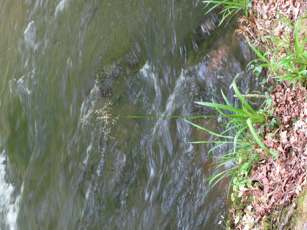 Luzula sylvatica